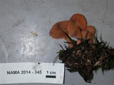 Cortinarius miniatopus image
