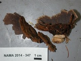 Pseudochaete tabacina image