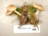 Rhodocollybia butyracea image
