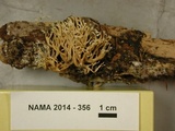 Lentaria pinicola image