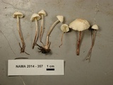 Cystolepiota seminuda image