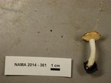 Russula sphagnophila image