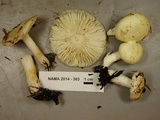 Russula raoultii image