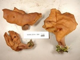 Gyromitra infula image