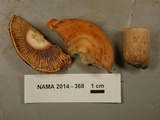 Lactarius rubrilacteus image