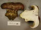 Cortinarius mikedavisii image