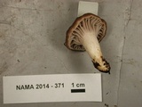 Hygrocybe lacmus image