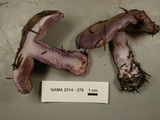 Cortinarius occidentalis image