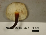 Flammulina populicola image