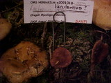 Lactarius luculentus image