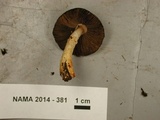 Agaricus semotus image