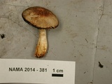 Agaricus semotus image