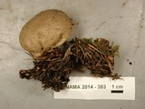 Lycoperdon molle image