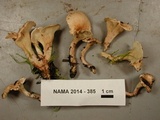 Aphroditeola olida image