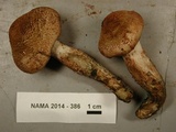 Inocybe hirsuta var. maxima image