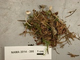 Lepiota cristata image