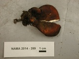 Polyporus guianensis image