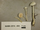 Entoloma sericellum image