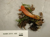 Guepinia helvelloides image