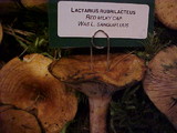 Lactarius rubrilacteus image