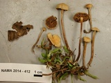 Naucoria escharioides image
