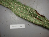 Icmadophila ericetorum image