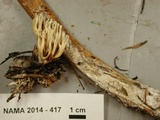 Lentaria byssiseda image