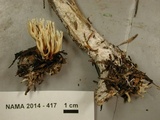 Lentaria byssiseda image