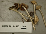 Psathyrella frustulenta image