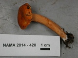 Lactarius subflammeus image
