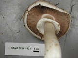 Agaricus moelleri image