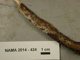 Bertia moriformis image