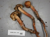 Phaeocollybia ammiratii image