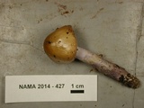 Cortinarius stillatitius image