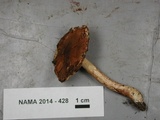 Limacella delicata var. glioderma image
