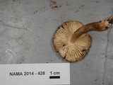 Limacella delicata var. glioderma image