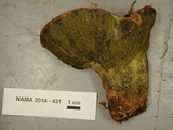 Hypomyces luteovirens image