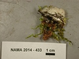 Image of Antrodia calcitrosa