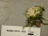 Antrodia calcitrosa image