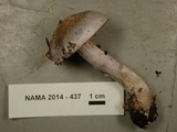 Cortinarius emunctus image