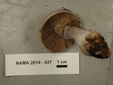 Cortinarius emunctus image
