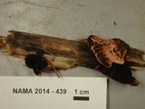 Fomitopsis cajanderi image