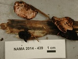 Fomitopsis cajanderi image