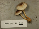 Agaricus diminutivus image