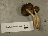 Agaricus diminutivus image