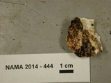 Antrodia carbonica image