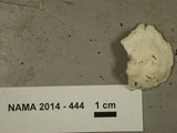 Antrodia carbonica image