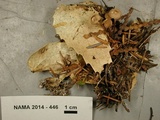 Mycetinis scorodonius image