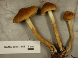 Inocybe olympiana image