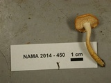 Hydnum oregonense image